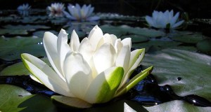 Technique-créative-fleur-de-lotus-750x400